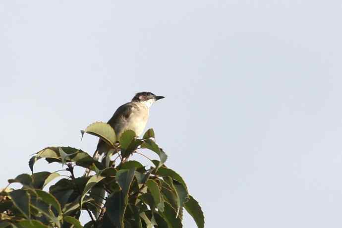 摄鸟拾趣 wbr白头鹎的再邂逅