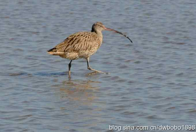 浅水湾：观日出赏美杓