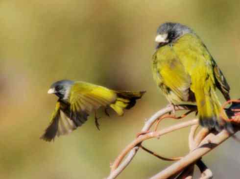 家禽驯化之源之三十（红耳鹎、领雀嘴鹎）