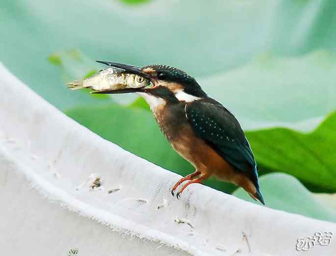 圆明园&nbsp;wbr路&nbsp;wbr小翠吃大鱼