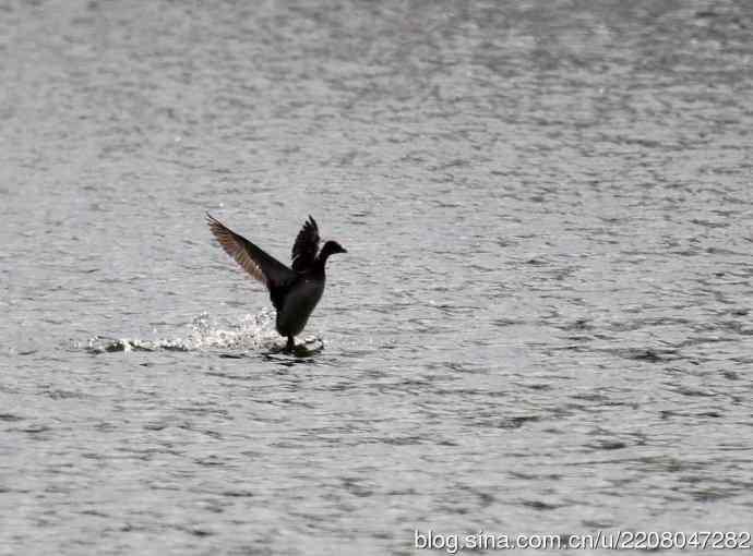 159.试用大白---家族