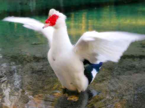 雁鸭之最之二 雁鸭之最之二