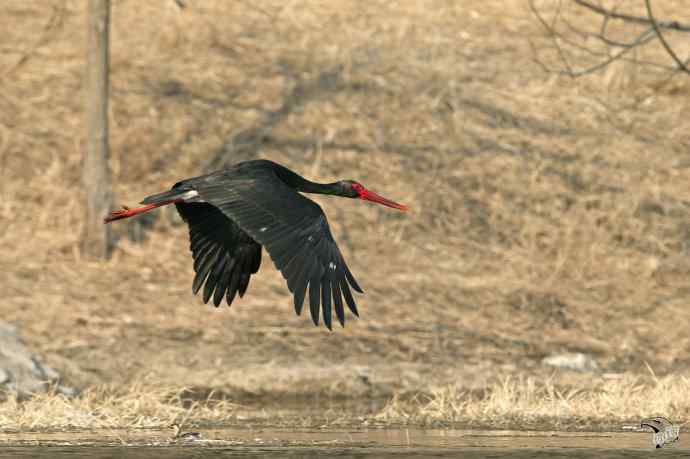 北京十渡的黑鹳