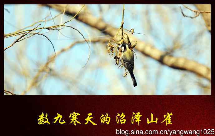 数九寒天的沼泽山雀