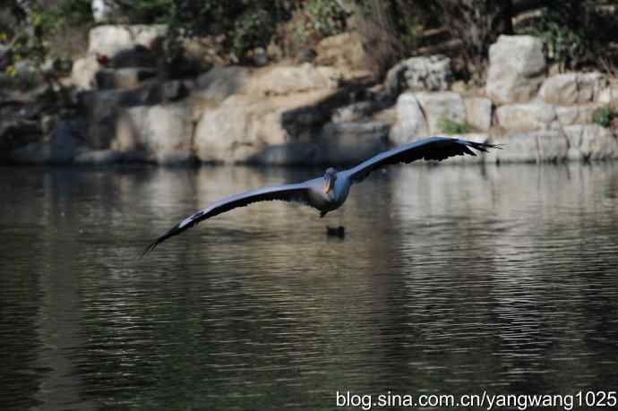 再拍大鹈鹕 wbr9