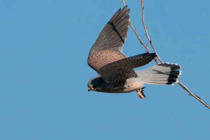 【新鸟】游白河 wbr初识长尾鸭 【新鸟】游白河 wbr初识长尾鸭