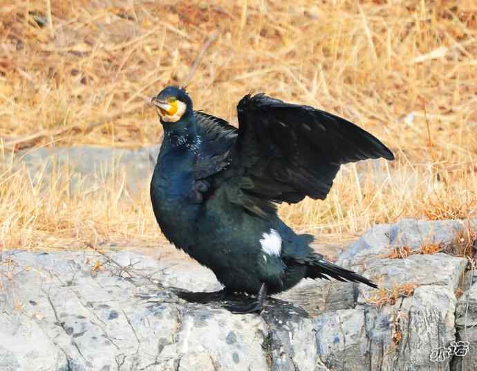 自我陶醉的鸬鹚 自我陶醉的鸬鹚