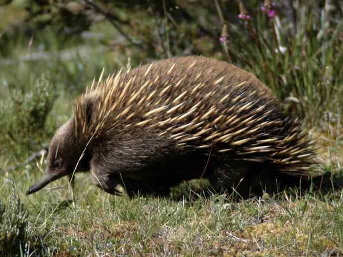盘点十二大著名食蚁动物：短吻针鼹