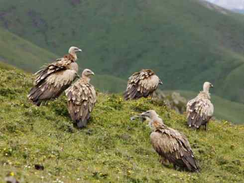 鸟类之最：高山兀鹫