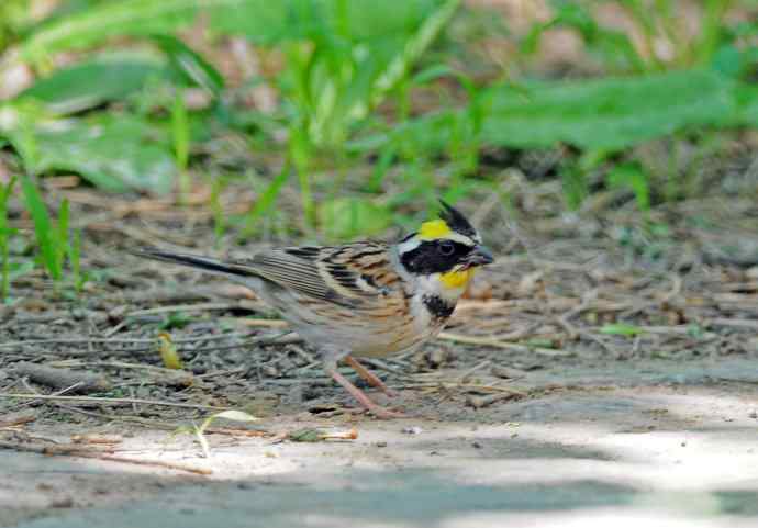 黄喉鹀 wbr4 黄喉鹀 wbr4