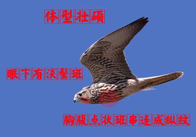 猛禽大全——中国东部地区27种迁徙类猛禽辨识