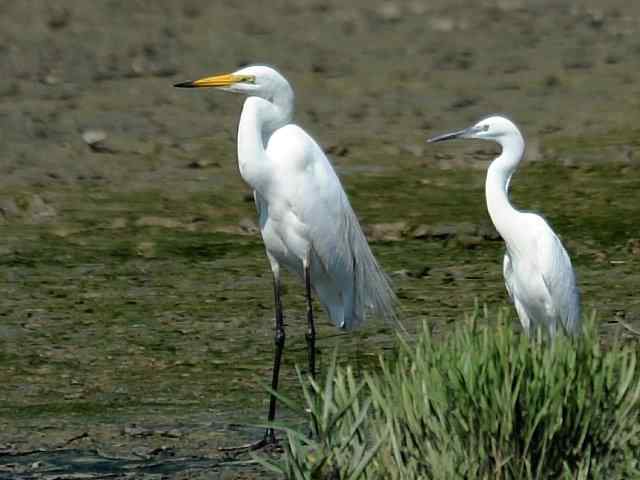 北戴河的中白鹭(舂锄)