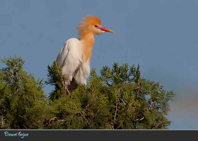 夕阳下的牛背鹭
