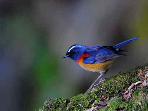 美丽无罪：雀鸟之林鸲