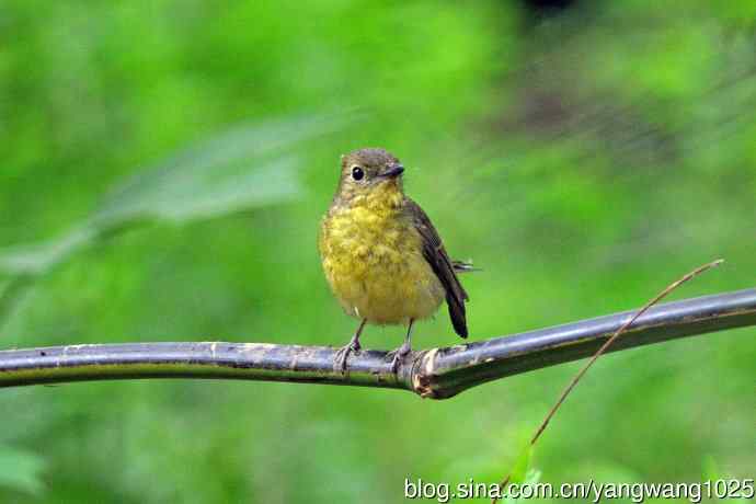 雌性绿背姬鶲（15）