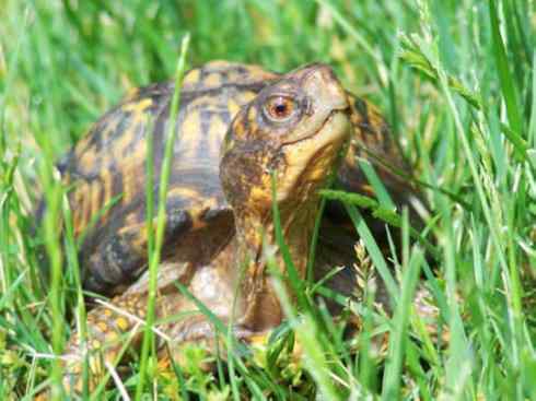 玄武：传说的兽原型探秘（潮龟）