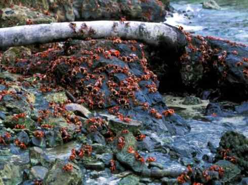 自然奇观:动物大迁徙(红蟹) 自然奇观:动物大迁徙(红蟹)