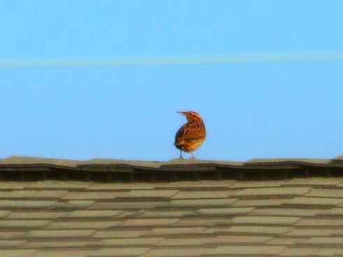 家禽驯化之源之三十二