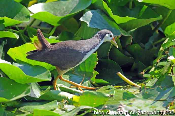 白胸苦恶鸟（6）