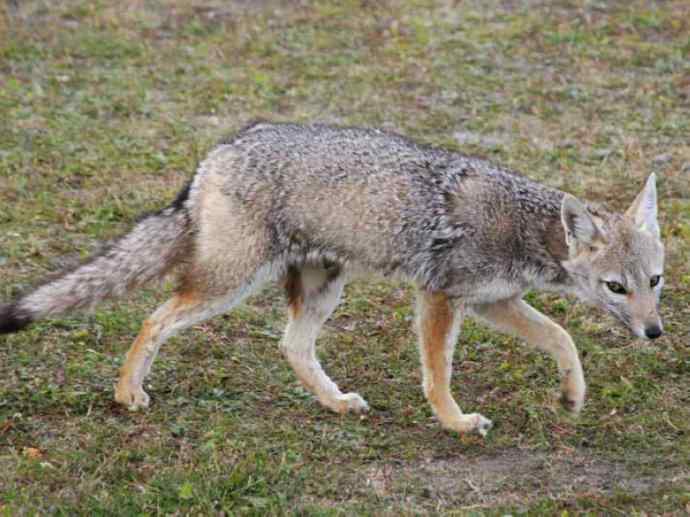 犬科：狐亚科伪狐属之阿根廷狐、山狐、达尔文狐