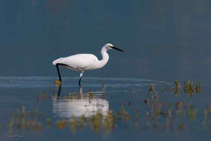 野鸭湖.生境白鹭