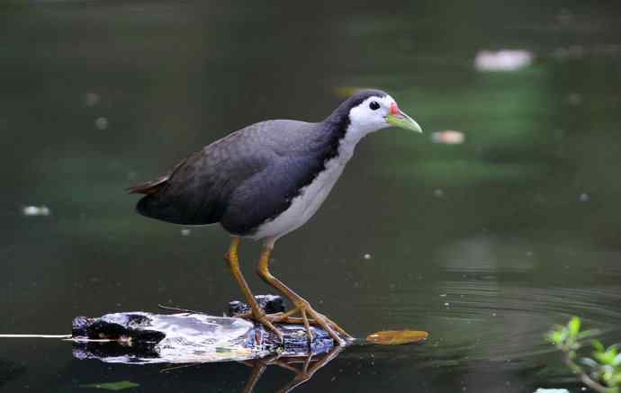 炮的野生鸟类摄影2012总结之三---黄昏界