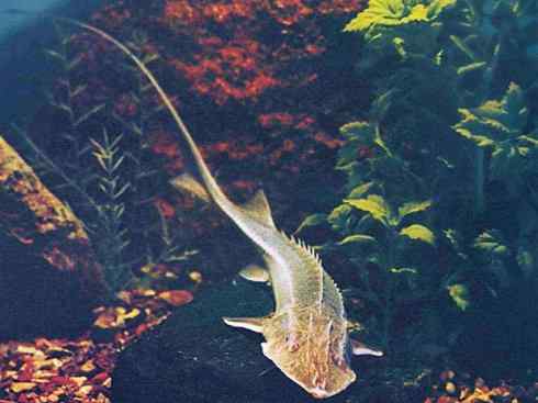 鱼类活化石：中华鲟