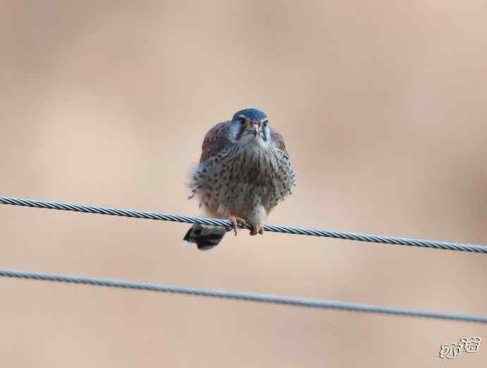 红隼吞鼠全记录（之二）