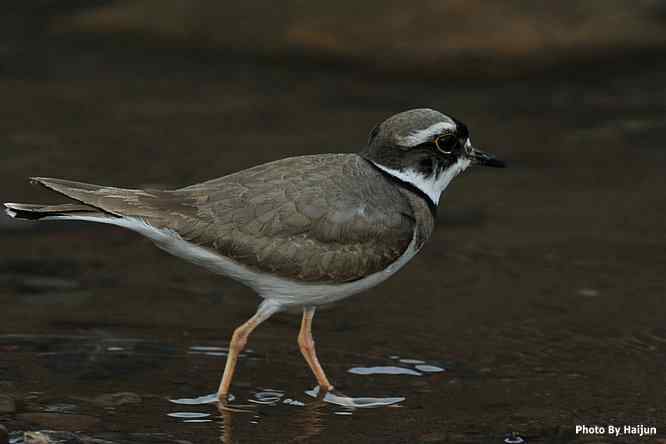 白河湾邂逅长嘴剑鸻