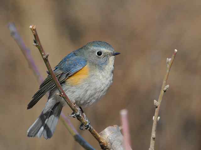 植物园拍摄红胁蓝尾鸲