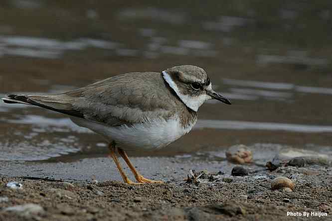 白河湾邂逅长嘴剑鸻