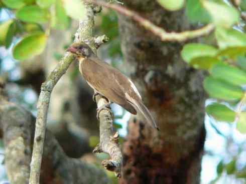 十大喜食蜂蜜动物:黑喉响蜜鴷 十大喜食蜂蜜动物:黑喉响蜜鴷