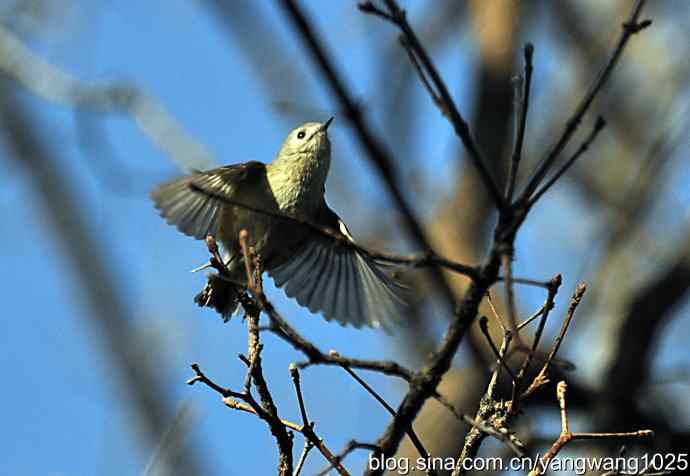 高枝头的戴菊鸟 高枝头的戴菊鸟