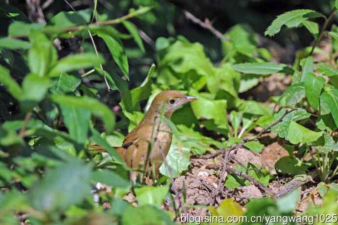 厚嘴苇莺(1) 厚嘴苇莺(1)