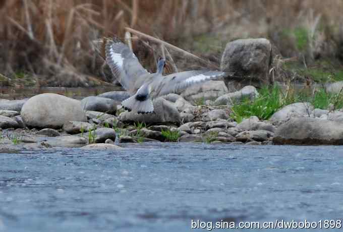 鹮嘴鹬-白河峡谷的精灵