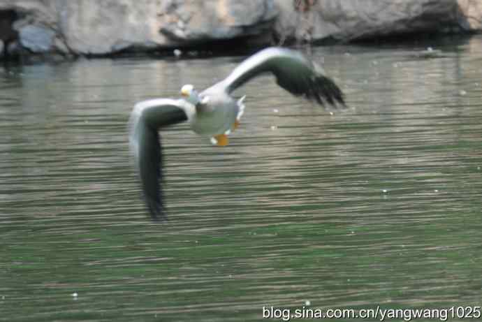 飞（斑头雁、野鸭）