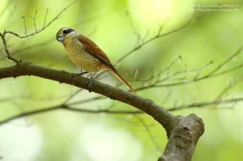 虎纹伯劳 虎纹伯劳