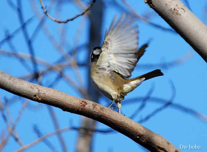 酷派十足滴白头鹎