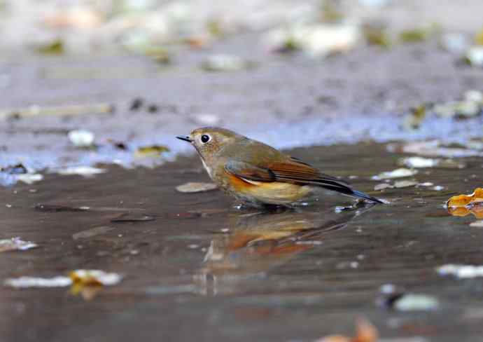 雌性红胁蓝尾鸲(7) 雌性红胁蓝尾鸲(7)