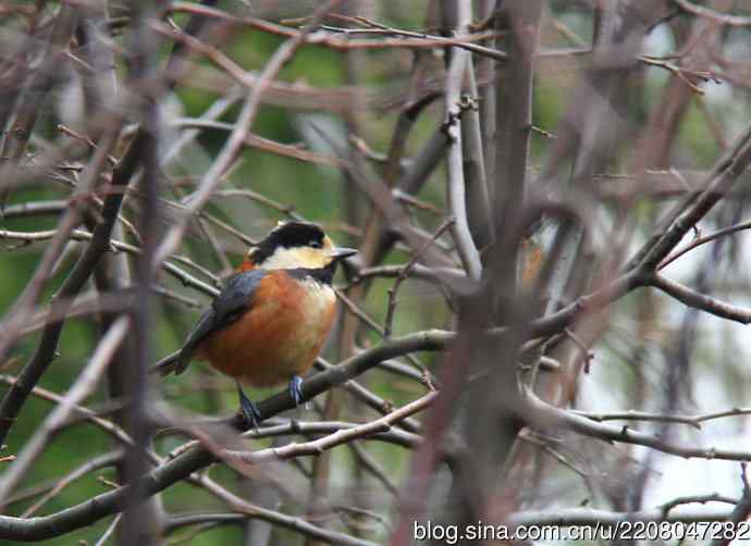 153.新年好开端新鸟---杂色山雀、房车