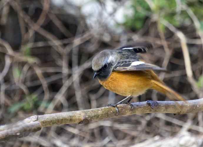 230.打鸟归来收获多多---2.北红尾鸲 230.打鸟归来收获多多---2.北红尾鸲