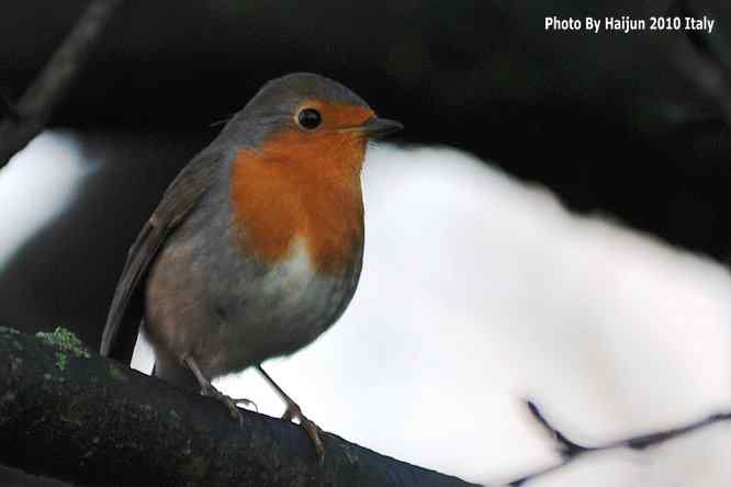 【亚平宁半岛之旅 wbr. wbr鸟鸟猎摄】