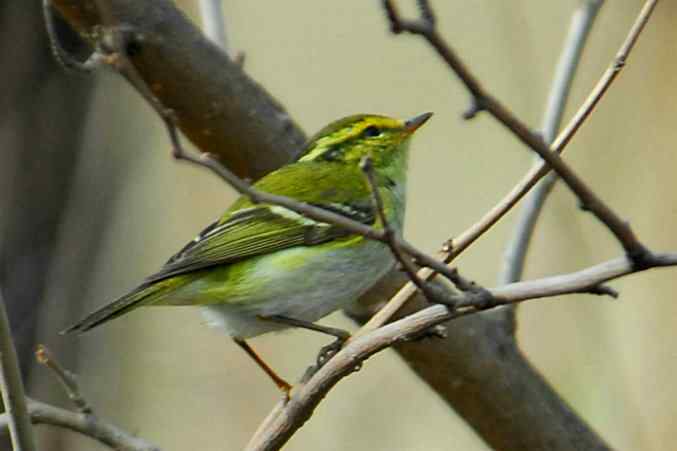 植物园初识柳莺金翅