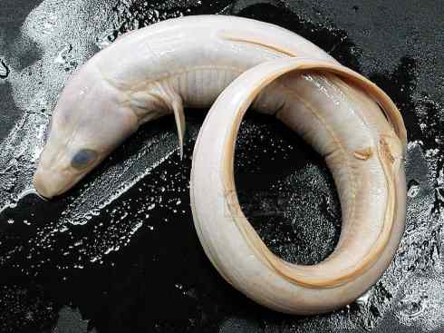 自然奇观：动物大迁徙(鳗鱼)