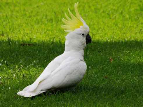 白头鸟系列：另类的美丽4