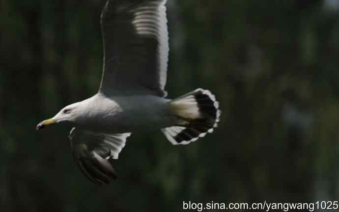 飞（海鸥与夜鹭） wbr2