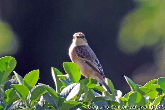 黑喉石鵖鸟（1）