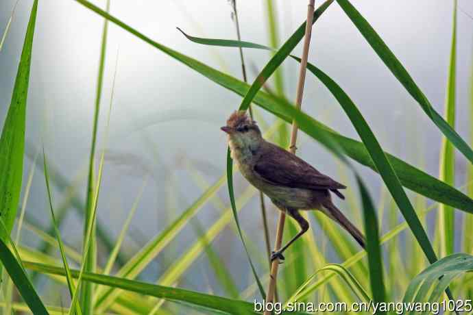 捉虫育雏的东方大苇莺（2）