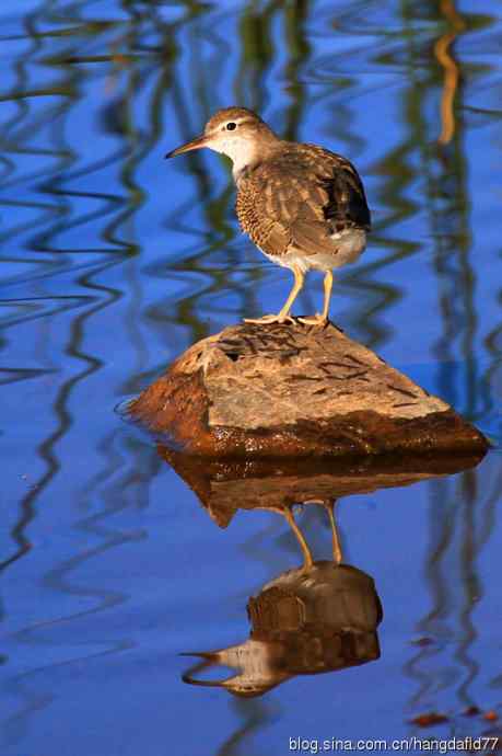 斑腹矶鹬（非繁殖期）之三