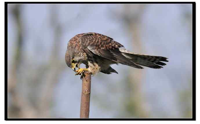 红隼享用甜点 红隼享用甜点